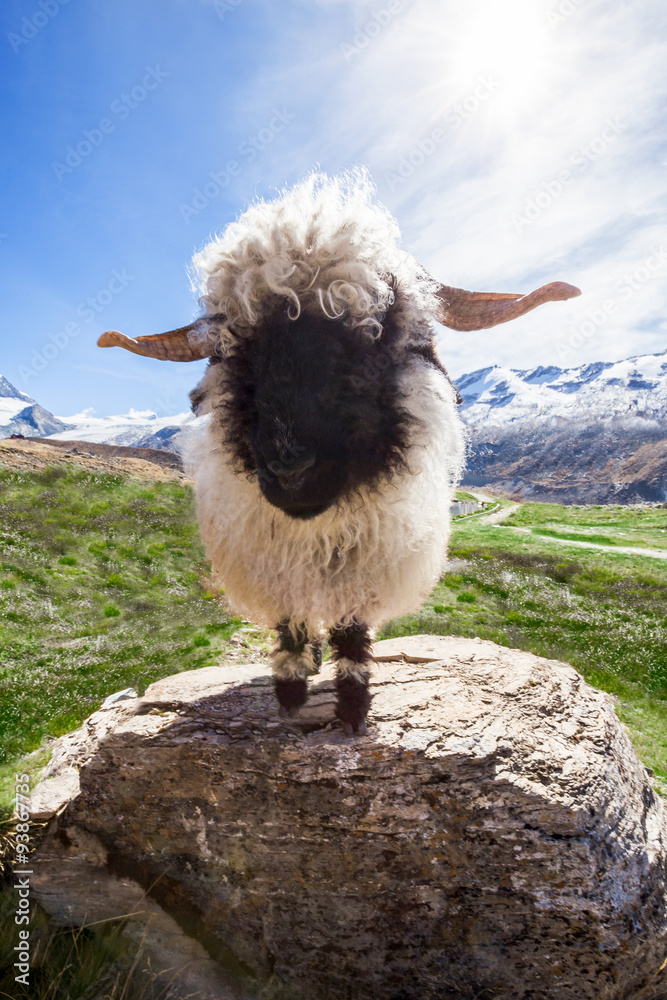 Naklejka premium Waliser Schwarznasenschaf in den schweizer Alpen