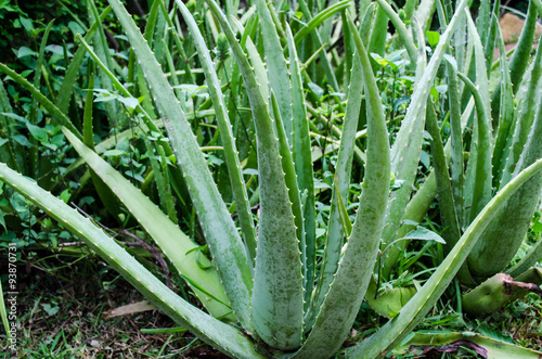 Magueyes sábilas