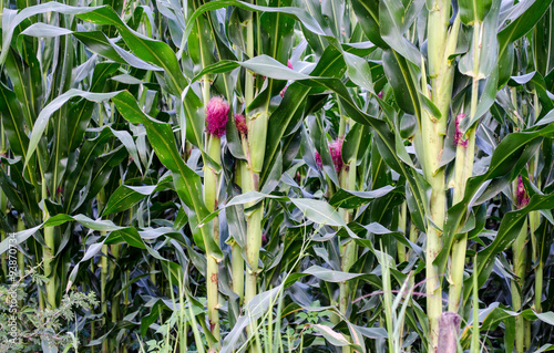 Maizal con flores de elote