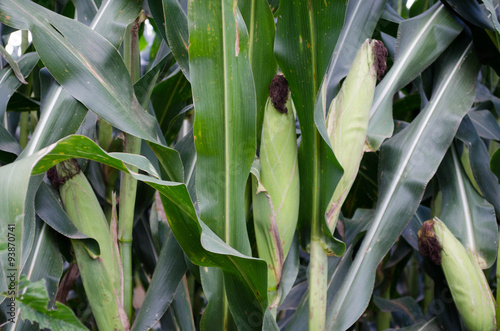 Maizal con elotes