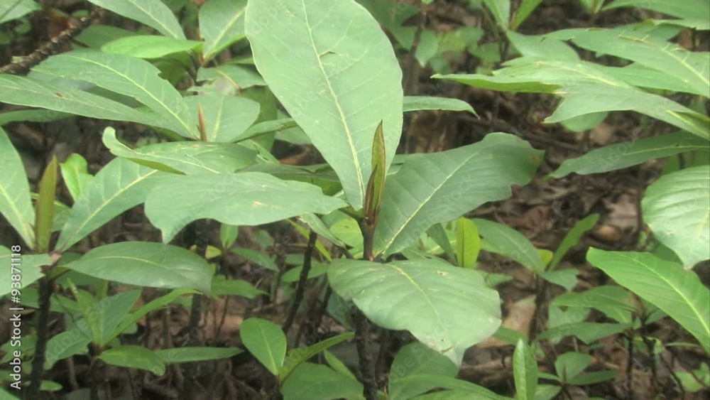 Maui rainforest ground ants Hawaii zoom out HD Maui rainforest ground ants Hawaii zoom out HD