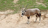 oryx gazella or gemsbok