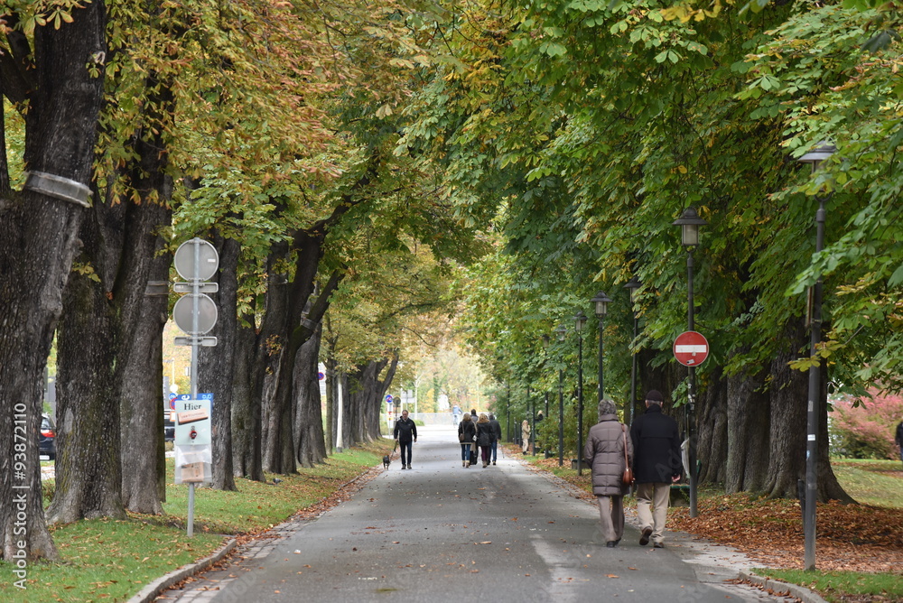 Herbstliche Allee in Innsbruck Herbstliche Allee in Innsbruck