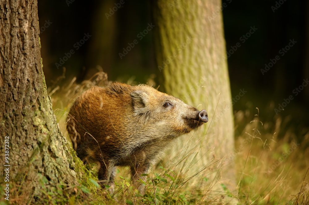 Wild boar baby in yellow grass sniffing between tree trunks Wild boar baby in yellow grass sniffing between tree trunks