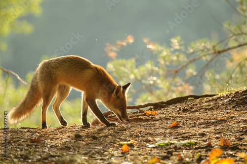 Sniffing red fox in beauty autumn backlight