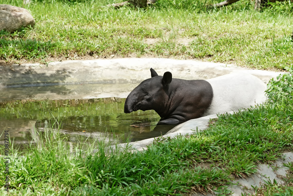 Fototapeta premium malayan tapir
