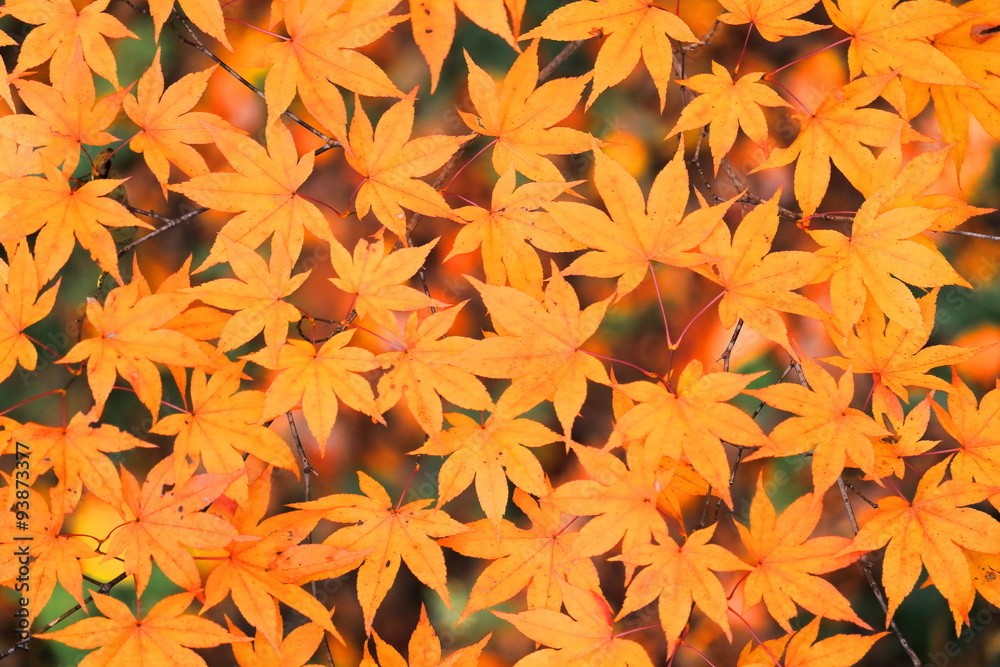Fototapeta premium 紅葉を俯瞰