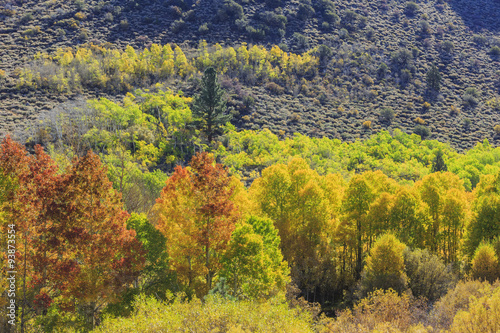 Fototapeta Naklejka Na Ścianę i Meble -  Beautiful fall color in California