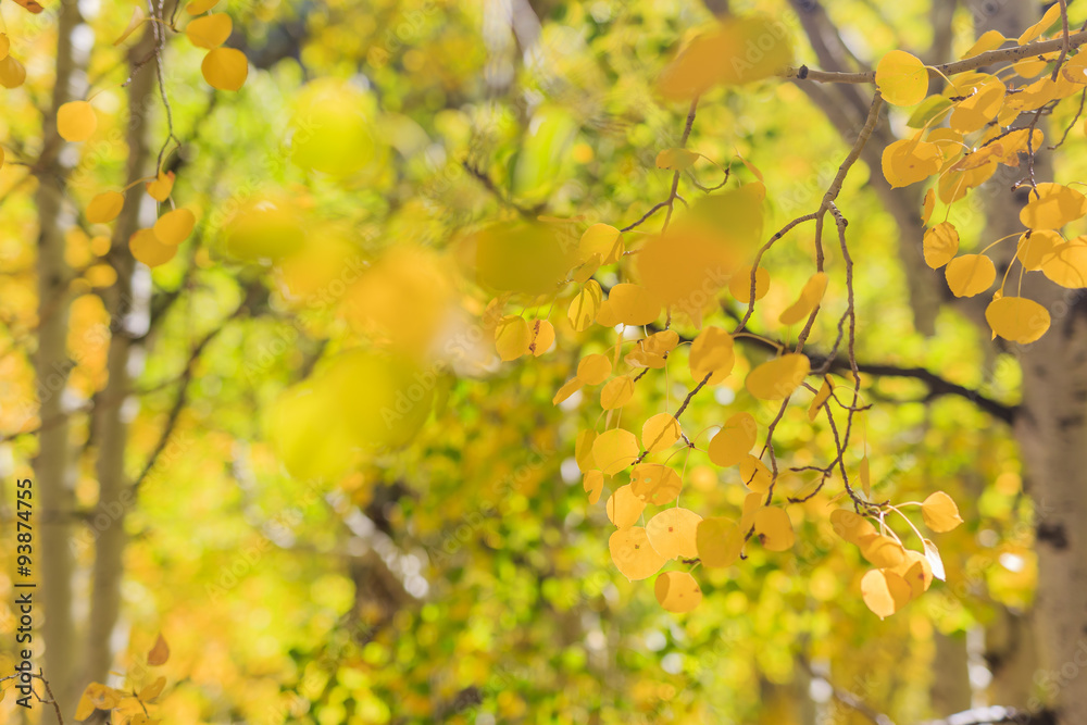 Fototapeta premium Beautiful fall color in California