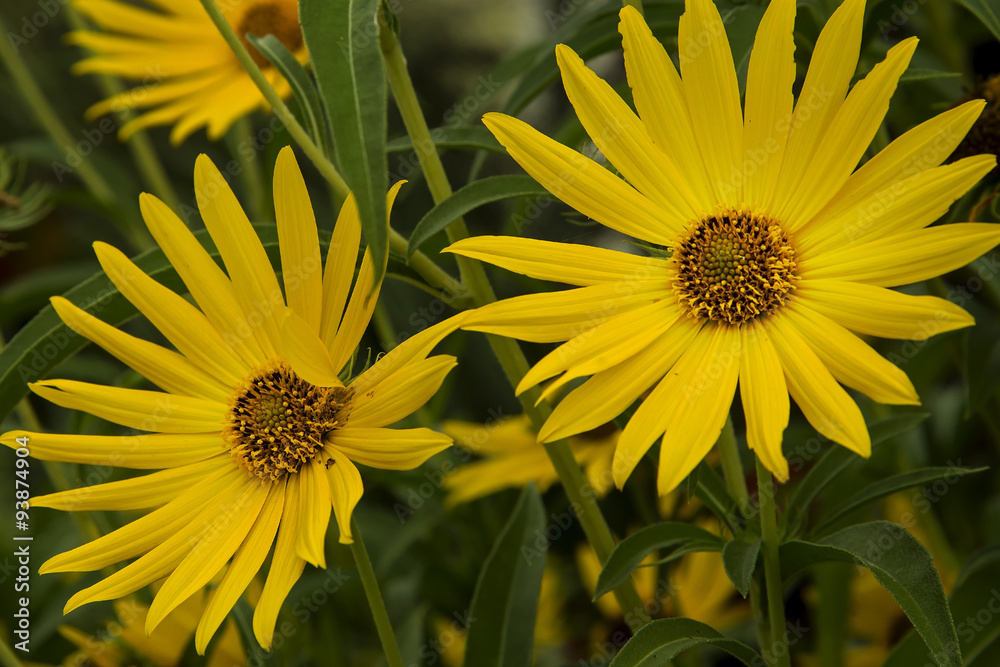 Fototapeta premium Daisies
