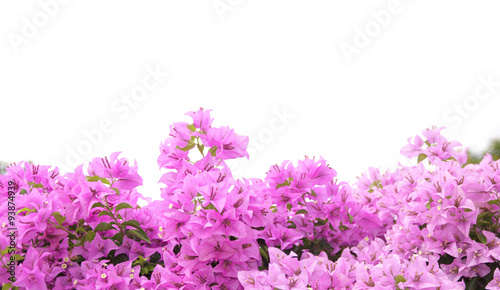 Stock Photo .Pink Bougainvillea flower isolated on white backgro