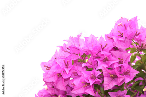 Stock Photo:.Pink Bougainvillea flower isolated on white backgro © singkamc
