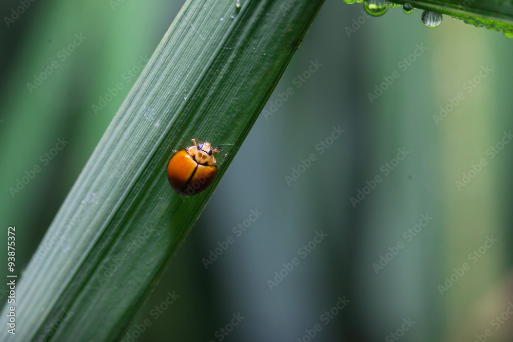Ladybug running along on blade of green grass. Beautiful nature
Ladybug running along on blade of green grass. Beautiful nature