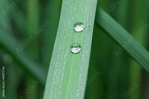 Water droplets on leaves 