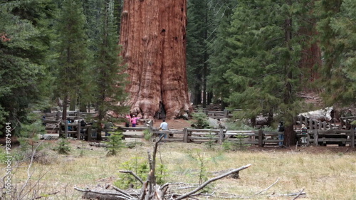 General Sherman Sequoia Redwood worlds largest tree HD 6440