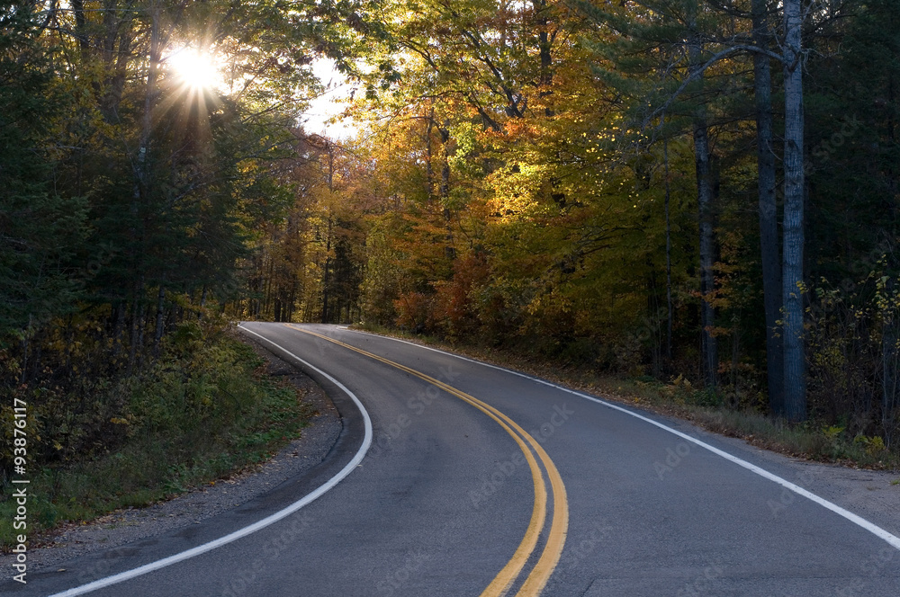 Fototapeta premium Road in the Forest Fall Season