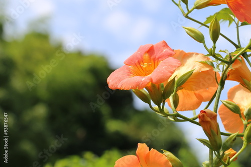 Chinese trumpet creeper photo