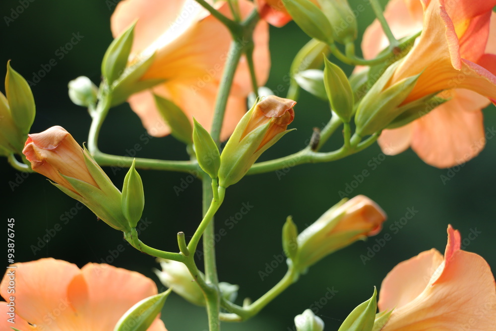 Chinese trumpet creeper Chinese trumpet creeper