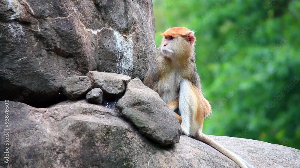 patas monkey Erythrocebus patas sitting on rock eating