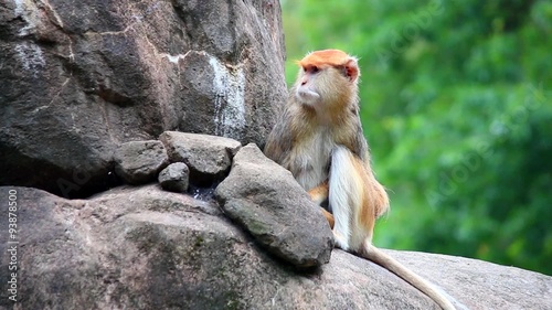 patas monkey Erythrocebus patas sitting on rock eating photo