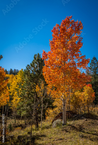 Fall tree landscapes