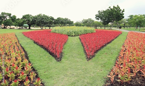 Obraz na płótnie Red Celosia argentea in the graden