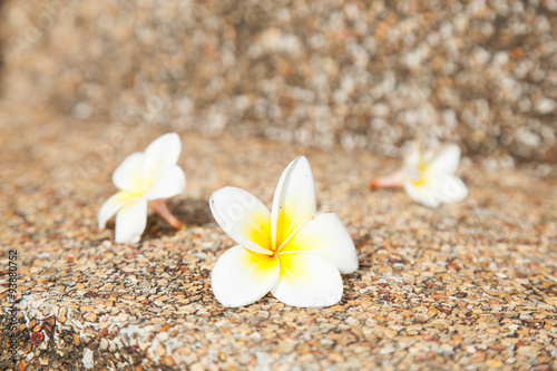 White flower © vachiraphan