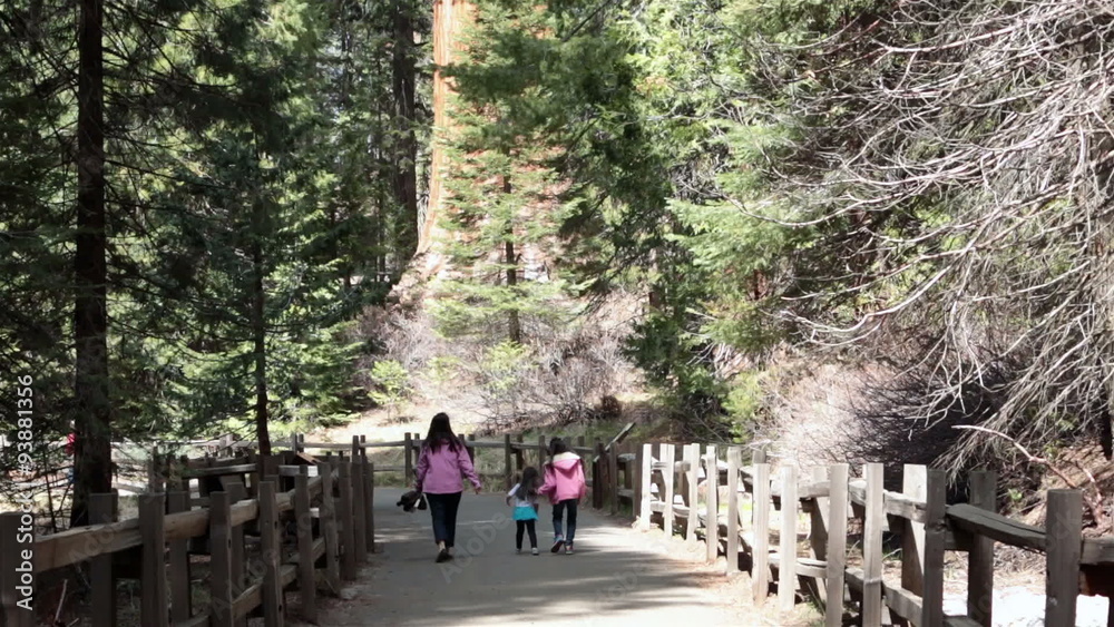 Family hike trail King Canyon National Park Redwood Sequoia HD 6394 Family hike trail King Canyon National Park Redwood Sequoia HD 6394