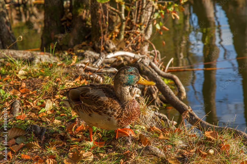 Beautiful duck in the autumn