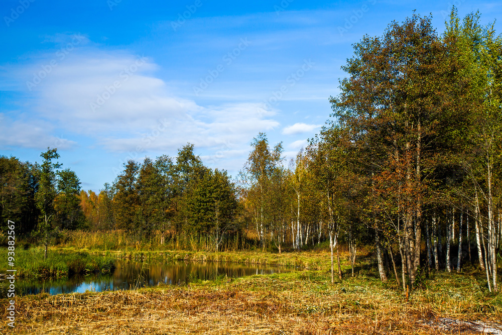 River surrounded by trees River surrounded by trees