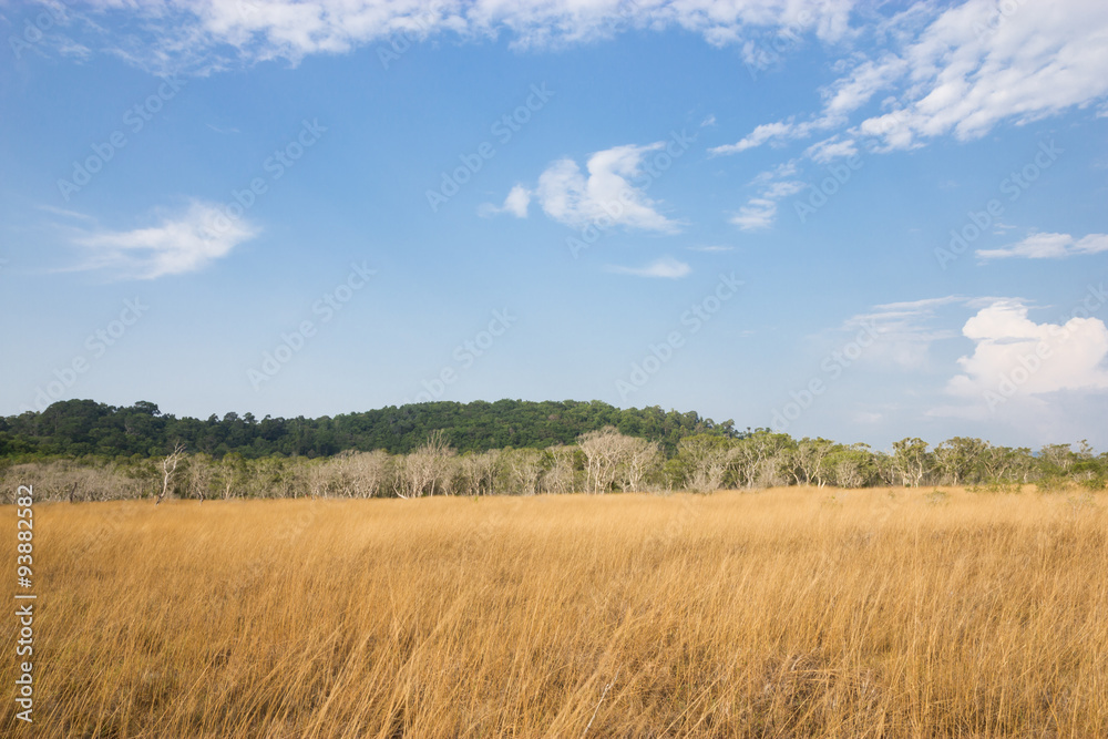 Tallgrass prairie in forests