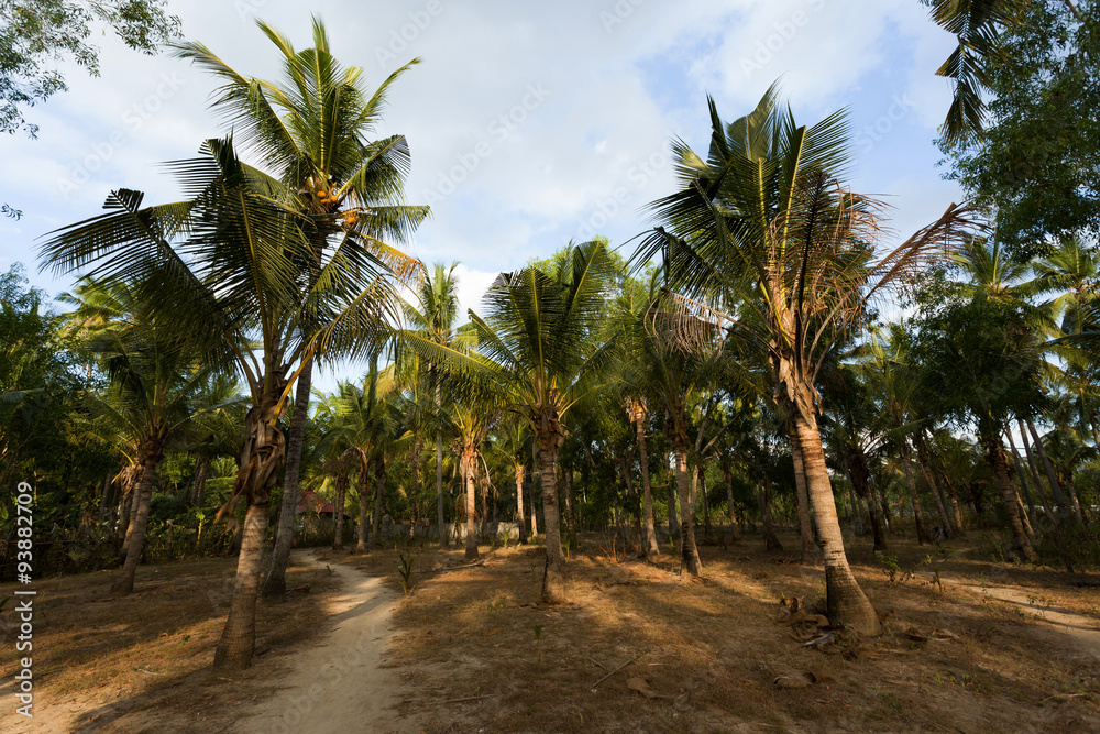 Obraz premium coco-palm tree forrest, Bali, Nusa Penida, Indonesia