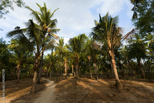 coco-palm tree forrest, Bali, Nusa Penida, Indonesia