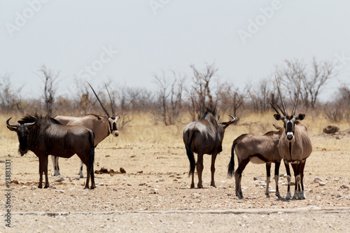 Gemsbok  Oryx gazella and Gnu in african bush
