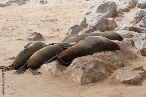 sea lions in Cape Cross  Namibia  wildlife