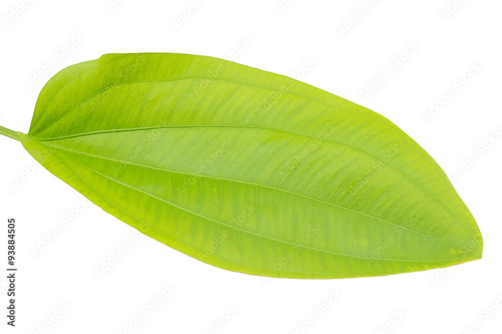 Obraz premium Leaves on white background