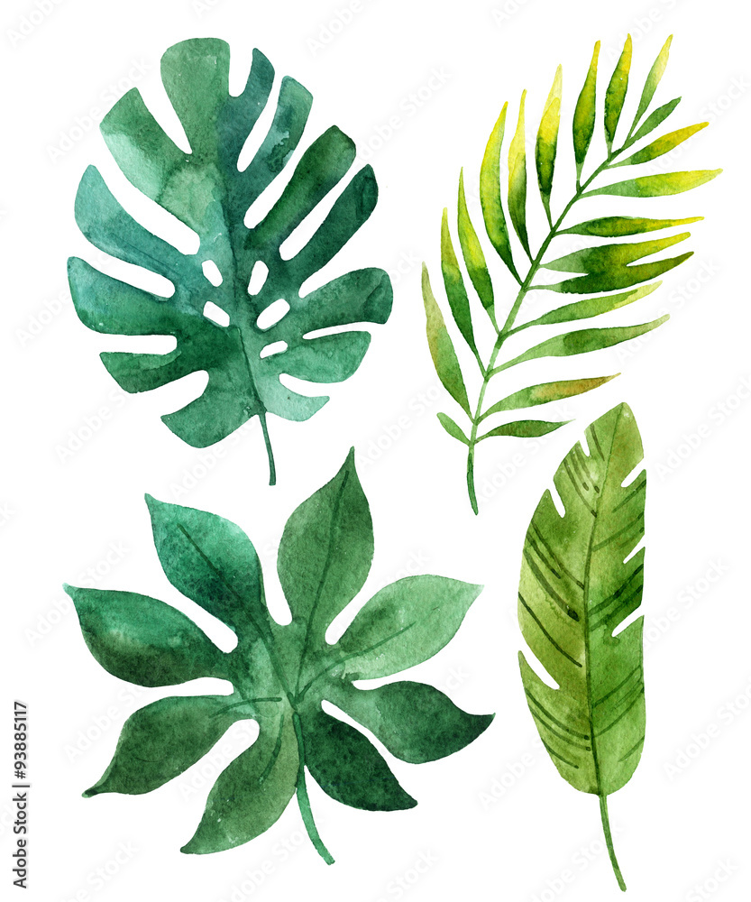 tropical leaves