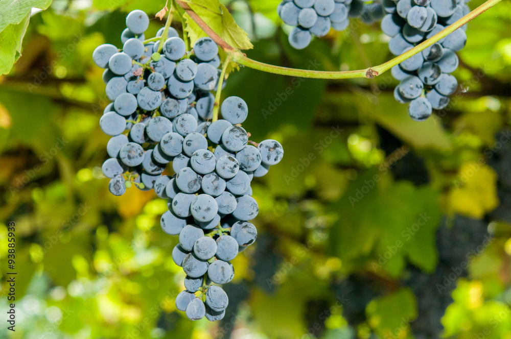 Vineyards at sunset in autumn harvest. Vineyards at sunset in autumn harvest.
