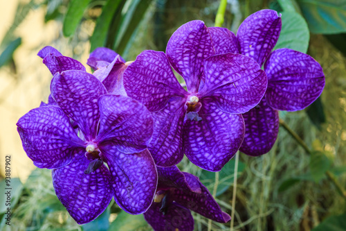 Fototapeta Naklejka Na Ścianę i Meble -  Orchids, flowers, beautiful flowers of Thailand.