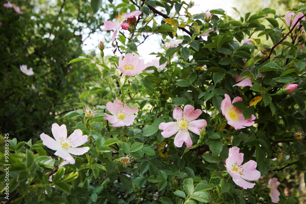 Naklejka premium Wild Rose