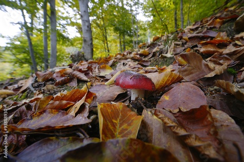 Russula nobilis - Russula mairei or beechwood sickener, photo