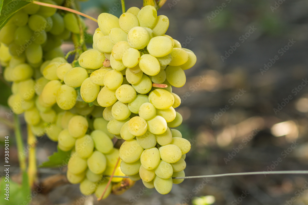Huge cluster of white grape on grapevine Huge cluster of white grape on grapevine