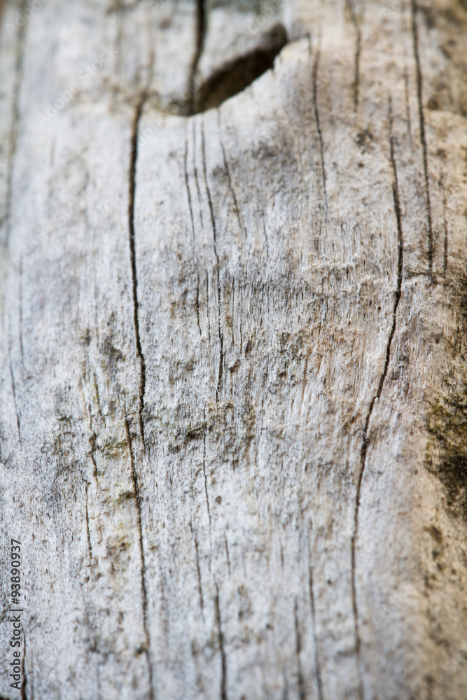 Obraz premium Wood texture