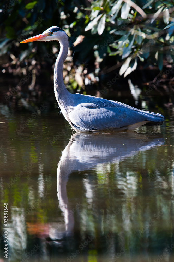 Grey Heron