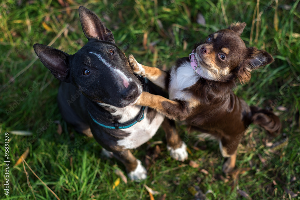 adorable english bull terrier and chihuahua dogs together