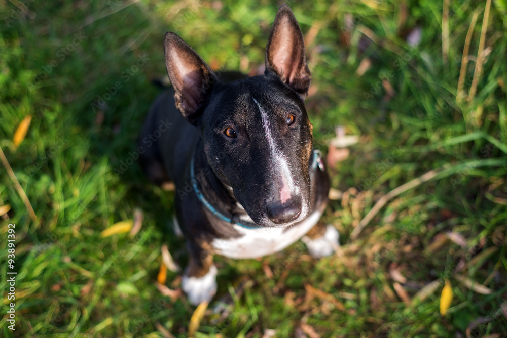 english bull terrier dog looking up
