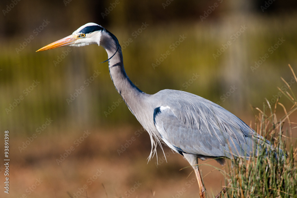 Fototapeta premium Grey Heron