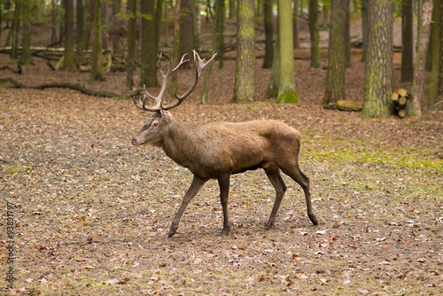adult red deer stag in autumn fall forest