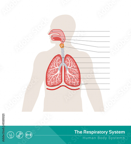 The respiratory system