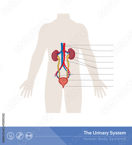 The urinary system